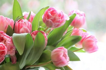 Коллектив INEX поздравляет с международным женским днем!